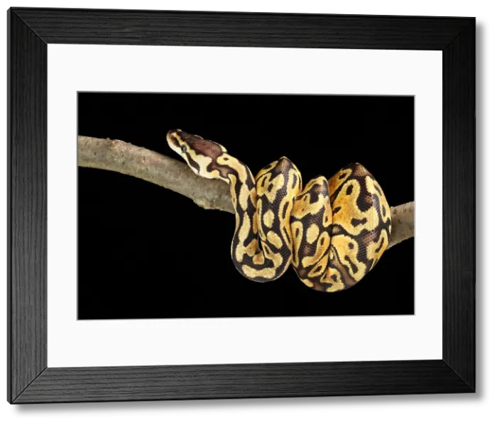 Framed Print : Ball Python (Python regius) Framed Print : Ball Python (Python regius)