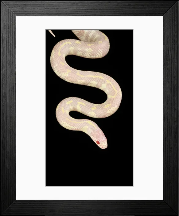 Framed Print : Albino California kingsnake Framed Print : Albino California kingsnake