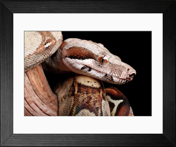 Framed Print : Colombian Red Tail Boa Portrait Framed Print : Colombian Red Tail Boa Portrait