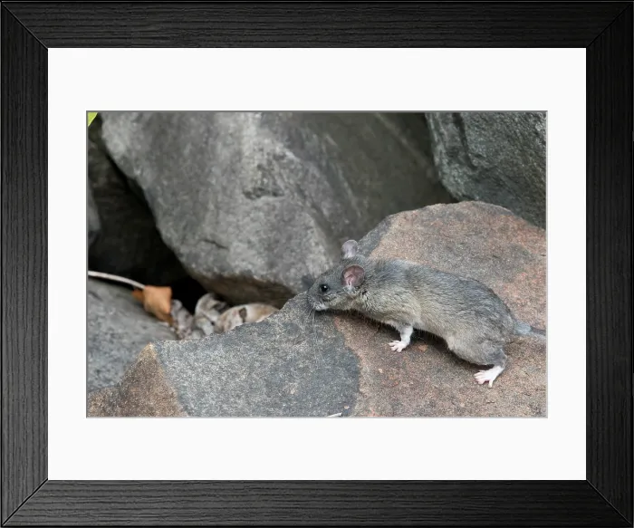 Framed Print : Allegheny Woodrat (Neotoma Magister) Framed Print : Allegheny Woodrat (Neotoma Magister)