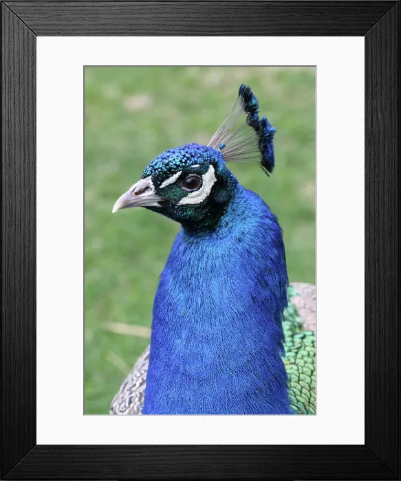 Framed Print : Peacock portraitl Framed Print : Peacock portraitl