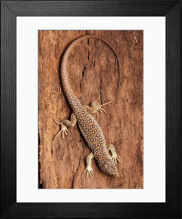 Framed Print : Ocellated Lizard (Timon lepidus) Framed Print : Ocellated Lizard (Timon lepidus)