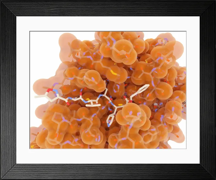 Framed Print : Coronavirus Main Protease with Inhibitor, Computer Illustration