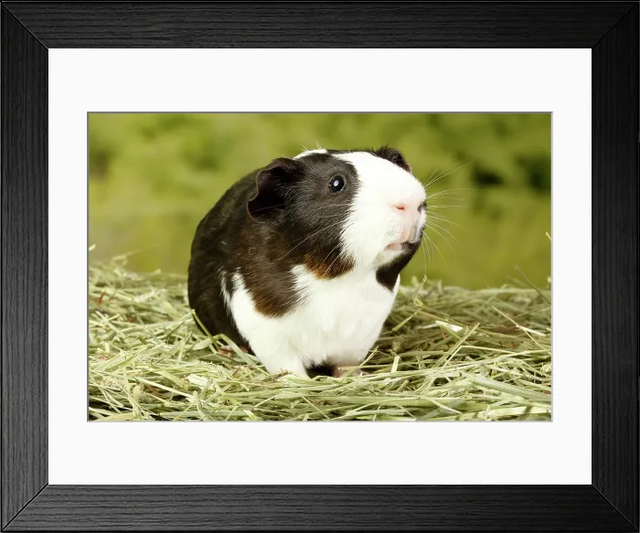 Framed Print : Guinea Pig looking right Framed Print : Guinea Pig looking right