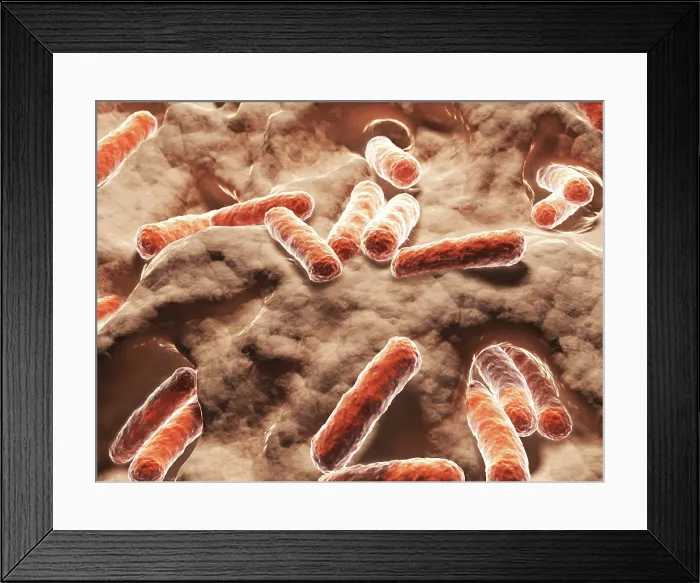 Framed Print : Bacilli, artwork Framed Print : Bacilli, artwork