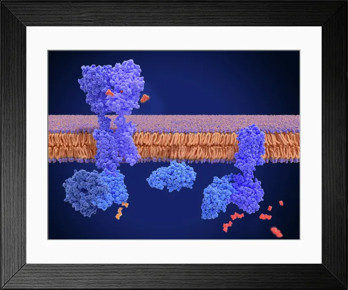 Framed Print : Activation of the GABA B receptor by an agonist leads to a cAMP signal cascade Framed Print : Activation of the GABA B receptor by an agonist leads to a cAMP signal cascade