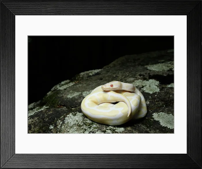 Framed Print : Albino Ball Python on a Rock Framed Print : Albino Ball Python on a Rock