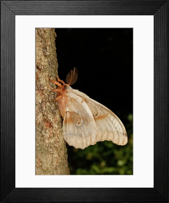 Framed Print : Polyphemus moth (Antheraea polyphemus) Framed Print : Polyphemus moth (Antheraea polyphemus)