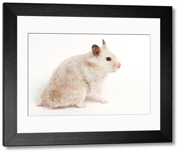 Framed Print : Syrian Hamster (Mesocricetus auratus)