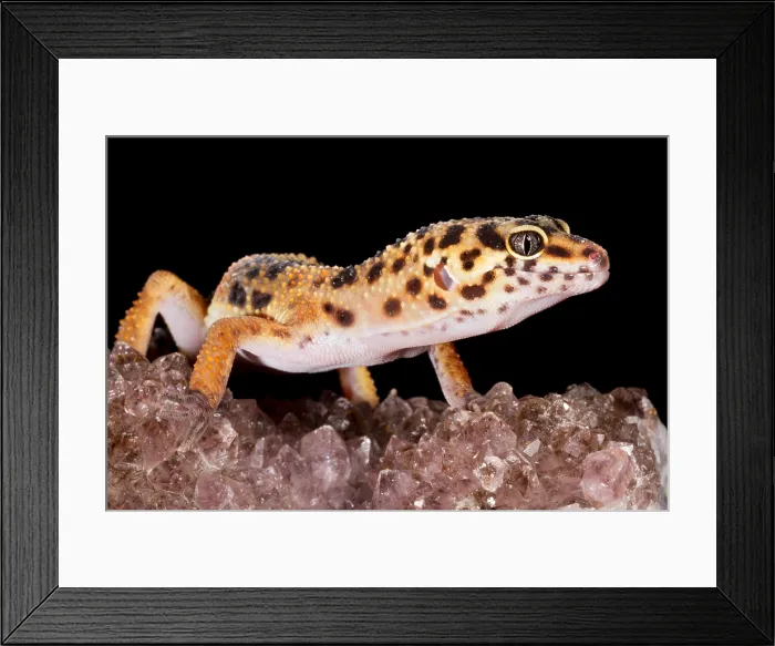 Framed Print : Leopard Gecko (Eublepharis macularius) on quartz Framed Print : Leopard Gecko (Eublepharis macularius) on quartz
