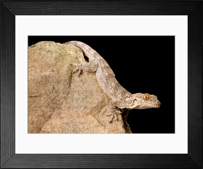 Framed Print : Crocodile Gecko (Tarentola Mauritanica) Framed Print : Crocodile Gecko (Tarentola Mauritanica)