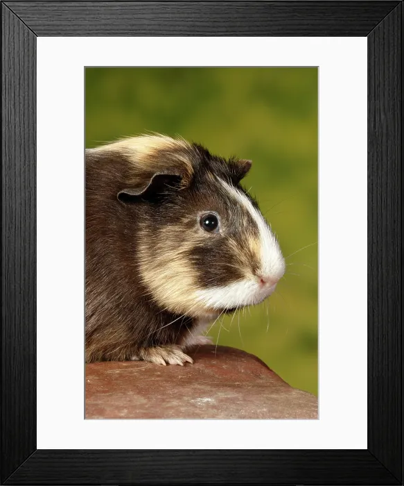 Framed Print : Guinea Pig sitting on a rock - vertical portrait