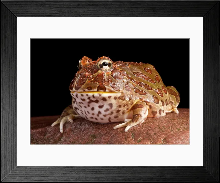 Framed Print : South American Horned Frog