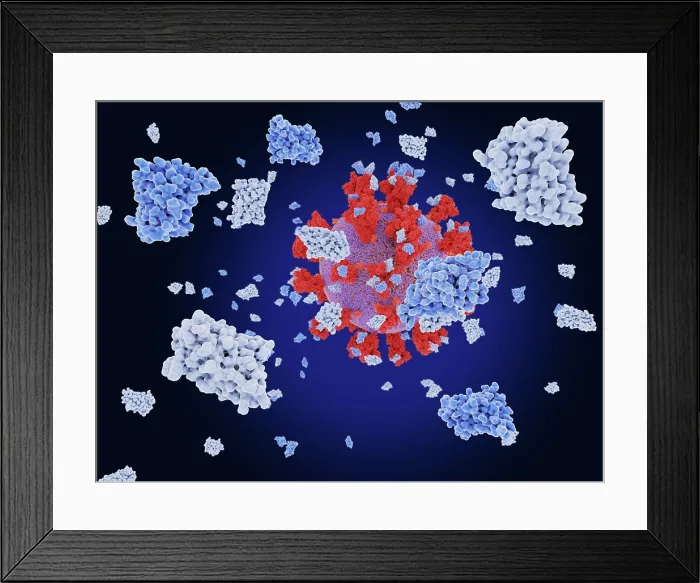 Framed Print : Nanobodies block SARS-CoV-2 infection Framed Print : Nanobodies block SARS-CoV-2 infection
