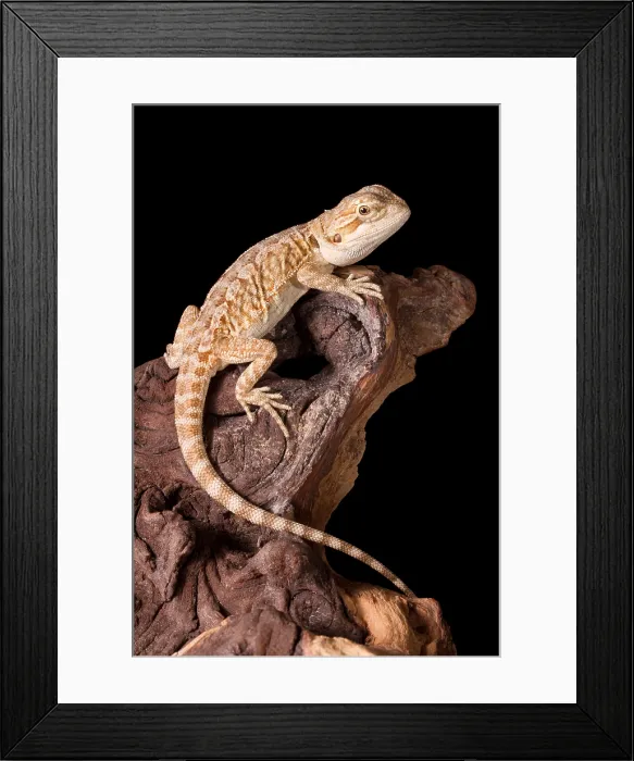Framed Print : Bearded Dragon (Pogona) Framed Print : Bearded Dragon (Pogona)