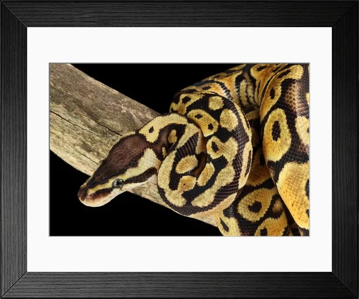 Framed Print : Ball Python (Python regius) Framed Print : Ball Python (Python regius)