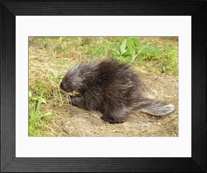 Framed Print : Porcupine in the grass
