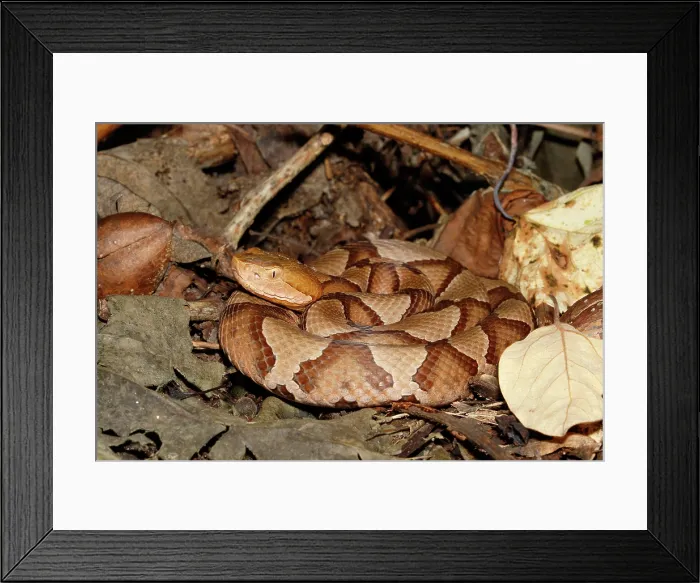 Framed Print : Northern Copperhead on leaf litter Framed Print : Northern Copperhead on leaf litter
