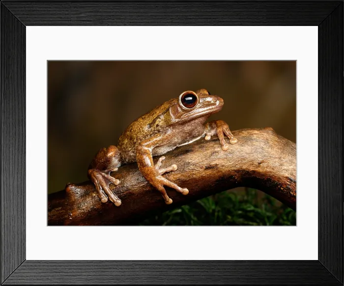Framed Print : Common Tree Frog (Polypedates leucomystax) Framed Print : Common Tree Frog (Polypedates leucomystax)