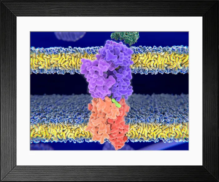 Framed Print : Close up view of a T-cell receptor in complex with the MHC class II-peptid Framed Print : Close up view of a T-cell receptor in complex with the MHC class II-peptid