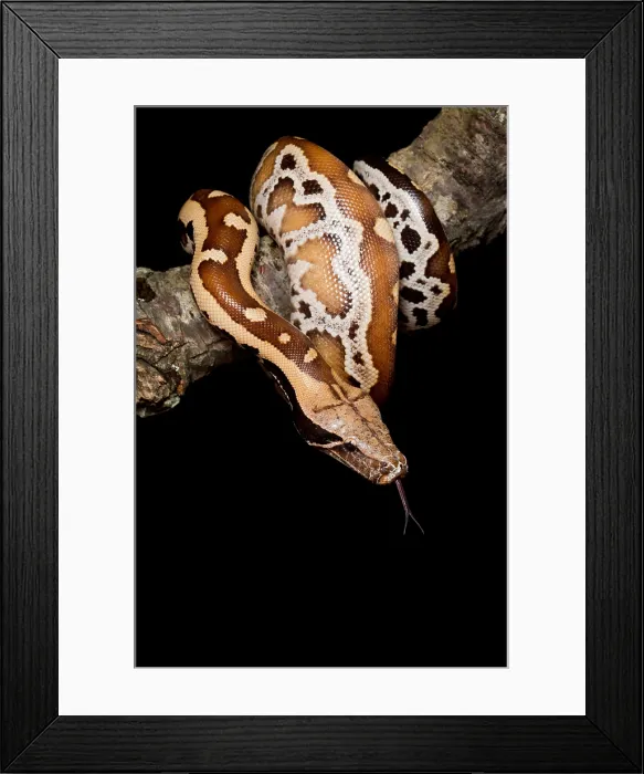 Framed Print : Blood python (Python brongersmai) on branch Framed Print : Blood python (Python brongersmai) on branch