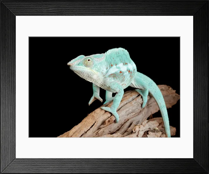 Framed Print : Blue Panther Chameleon on Log Framed Print : Blue Panther Chameleon on Log