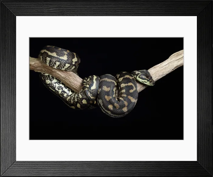 Framed Print : Carpet Python Framed Print : Carpet Python