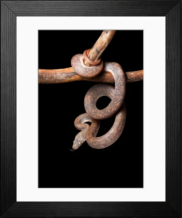 Framed Print : Savu Python on Tree Branch Framed Print : Savu Python on Tree Branch