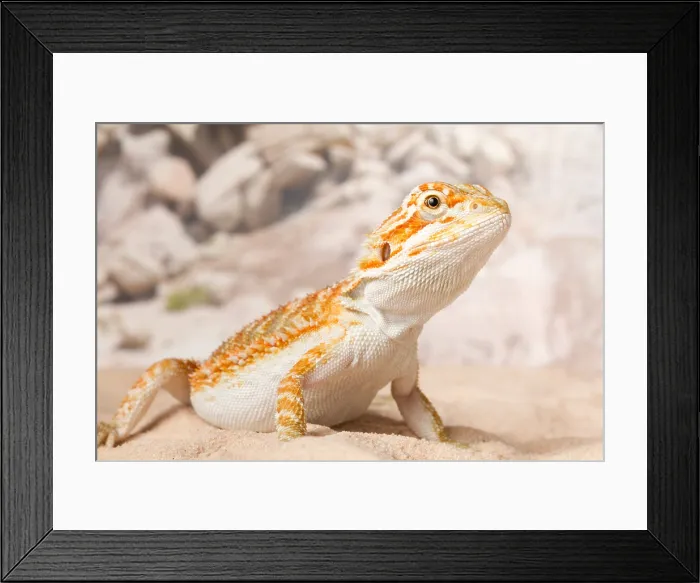 Framed Print : Bearded Dragon (Pogona sp.) on sand