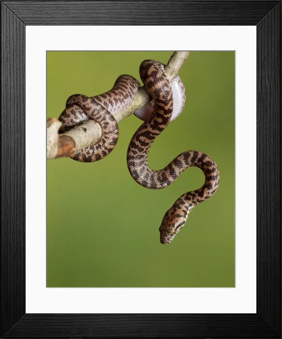 Framed Print : Spotted Python (Antaresia maculosa) on branch Framed Print : Spotted Python (Antaresia maculosa) on branch