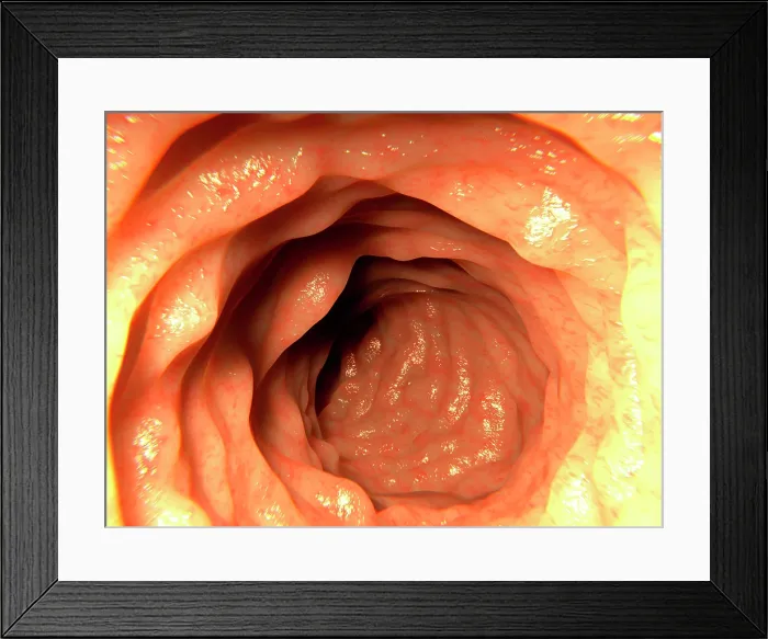 Framed Print : Healthy intestine, artwork Framed Print : Healthy intestine, artwork