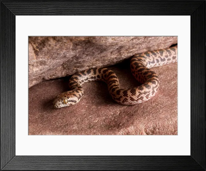 Framed Print : Spotted Python (Antaresia maculosa) Framed Print : Spotted Python (Antaresia maculosa)