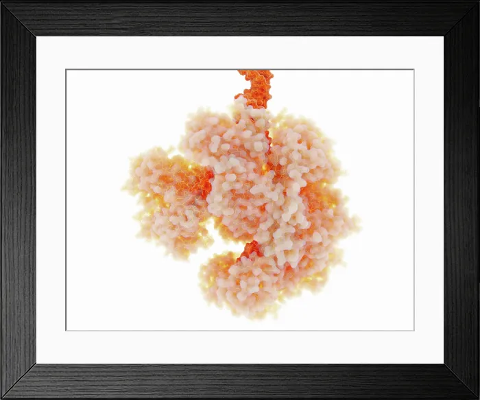 Framed Print : RecBCD, Enzyme of E. coli Framed Print : RecBCD, Enzyme of E. coli