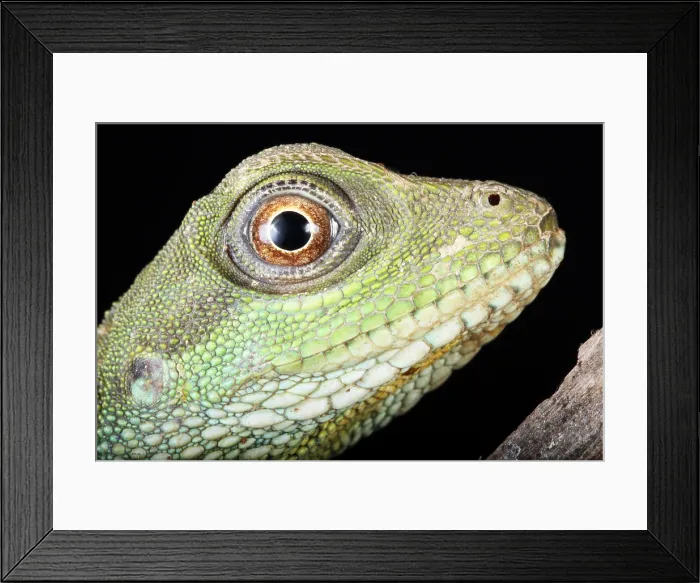 Framed Print : Chinese Water Dragon (Physignathus cocincinus) Framed Print : Chinese Water Dragon (Physignathus cocincinus)