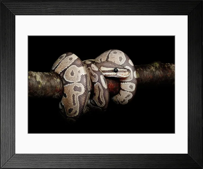 Framed Print : Ball Python coiled on branch Framed Print : Ball Python coiled on branch