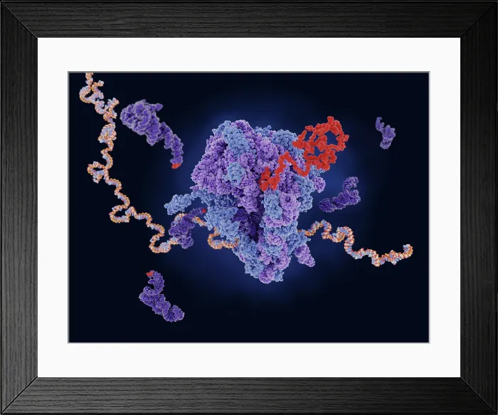 Framed Print : Ribosome translating mRNA into a polypeptide chain