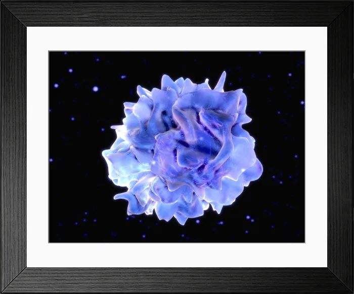 Framed Print : Dendritic cell Framed Print : Dendritic cell