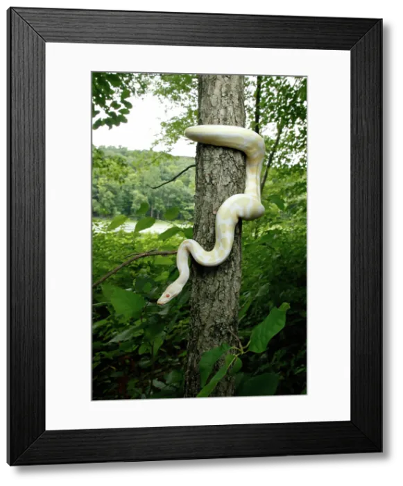 Framed Print : Albino Ball Python climbing tree