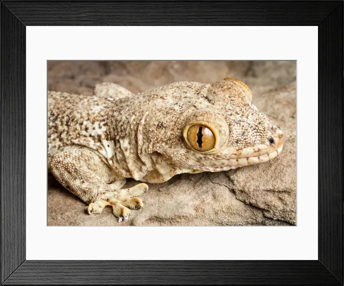 Framed Print : Crocodile Gecko (Tarentola mauritanica) Framed Print : Crocodile Gecko (Tarentola mauritanica)