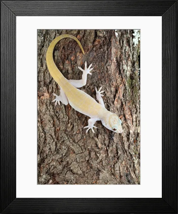 Framed Print : Golden Gecko (Gekko badenii) Framed Print : Golden Gecko (Gekko badenii)