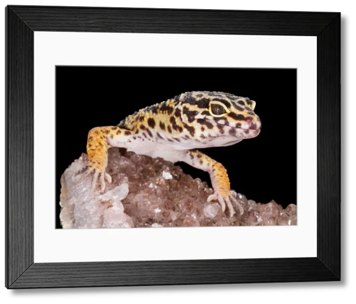 Framed Print : Leopard Gecko (Eublepharis macularius) on quartz Framed Print : Leopard Gecko (Eublepharis macularius) on quartz