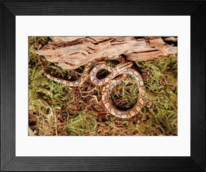 Framed Print : Brazilian Rainbow Boa on moss Framed Print : Brazilian Rainbow Boa on moss