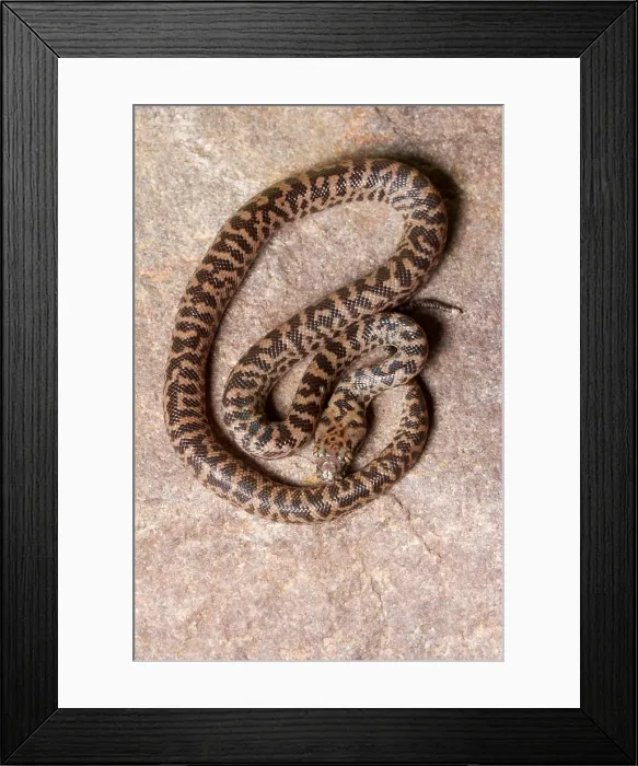 Framed Print : Spotted Python (Antaresia maculosa) top view