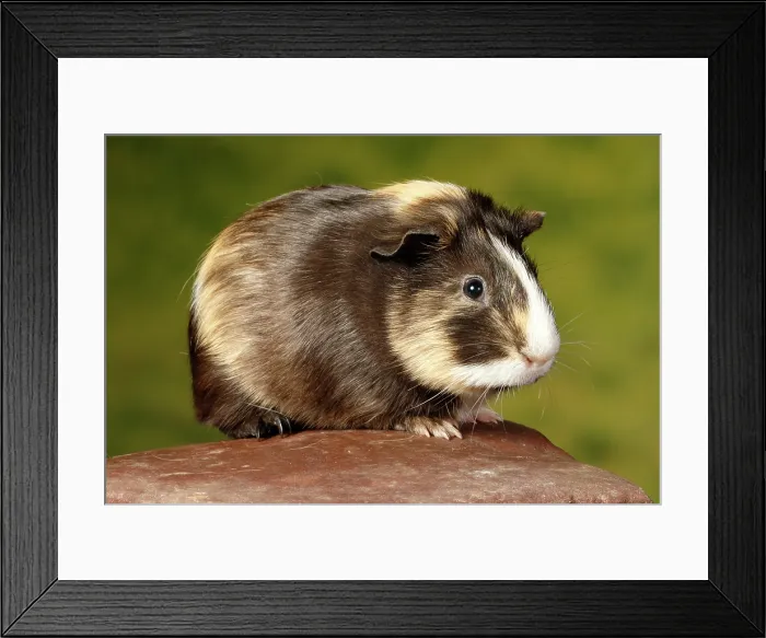 Framed Print : Guinea Pig sitting on a rock
