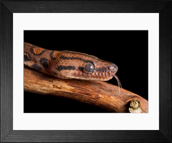 Framed Print : Brazilian Rainbow Boa (Epicrates cenchria) Framed Print : Brazilian Rainbow Boa (Epicrates cenchria)