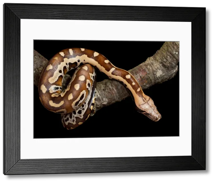 Framed Print : Blood python (Python brongersmai) on branch Framed Print : Blood python (Python brongersmai) on branch