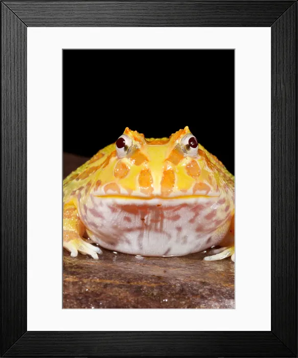 Framed Print : Pac Man Frog (Ceratophrys) on a rock