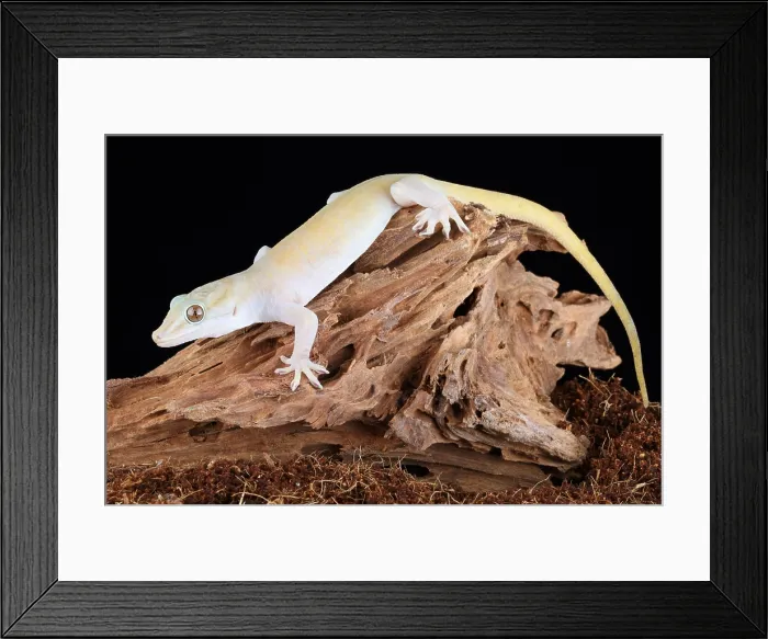 Framed Print : Golden Gecko (Gekko badenii) Framed Print : Golden Gecko (Gekko badenii)
