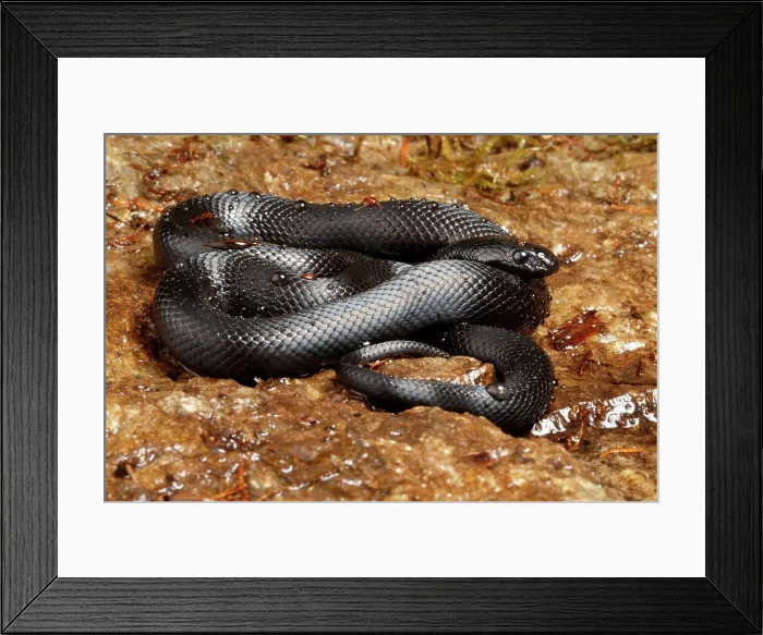 Framed Print : Mexican Black Kingsnake Framed Print : Mexican Black Kingsnake