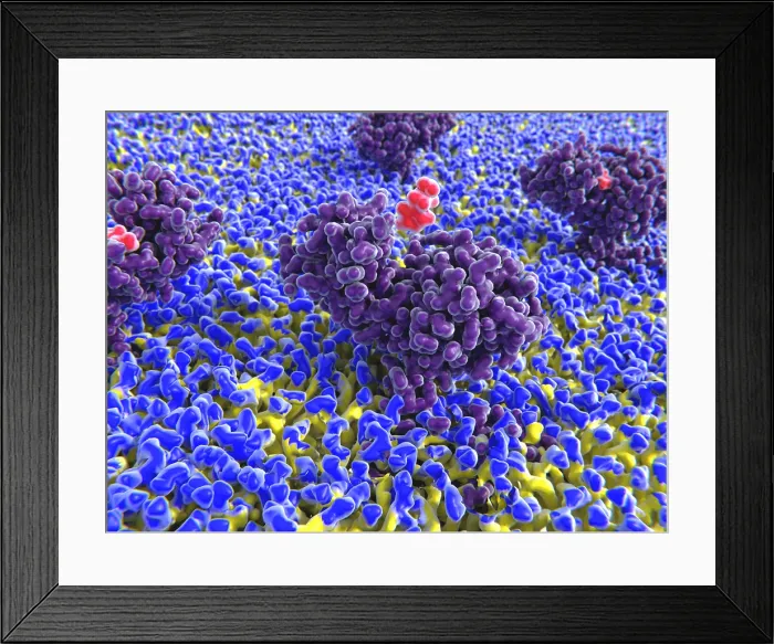 Framed Print : Histamine binding to its receptor Framed Print : Histamine binding to its receptor